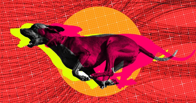 A large microchip company holding thousands of pet owner's information in its database has disappeared without a trace.