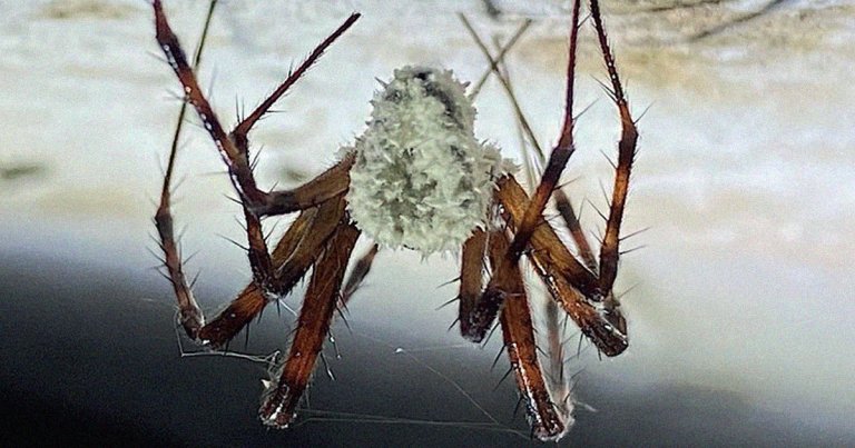 Scientists discovered a fungus that caused spiders to "exhibit behavioral changes similar to those reported for zombie ants."