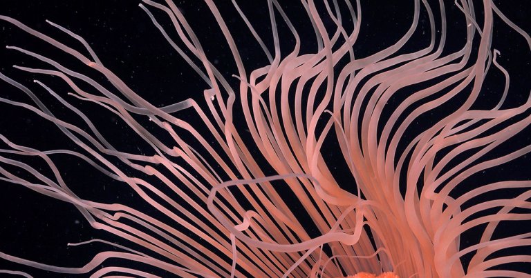 Iceberg Breaks Off Antarctica, Revealing Tentacled Creatures Beneath