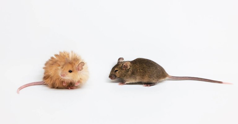 Scientists at the "de-extinction" startup Colossal Biosciences studied mammoth DNA to recreate their woolly hair in lab mice.