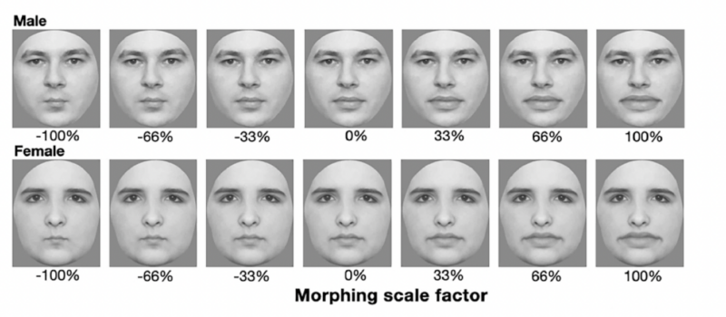 A series of 14 black-and-white manipulated facial images, shown in two rows. In the first row, images of male faces with increasing lip sizes are shown, while in the second row, the images show female faces. Below the images are the words "Morphin scale factor" underneath.