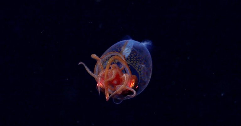 There's a big catch to the first ever footage of a colossal squid capturing roaming in its natural habitat.