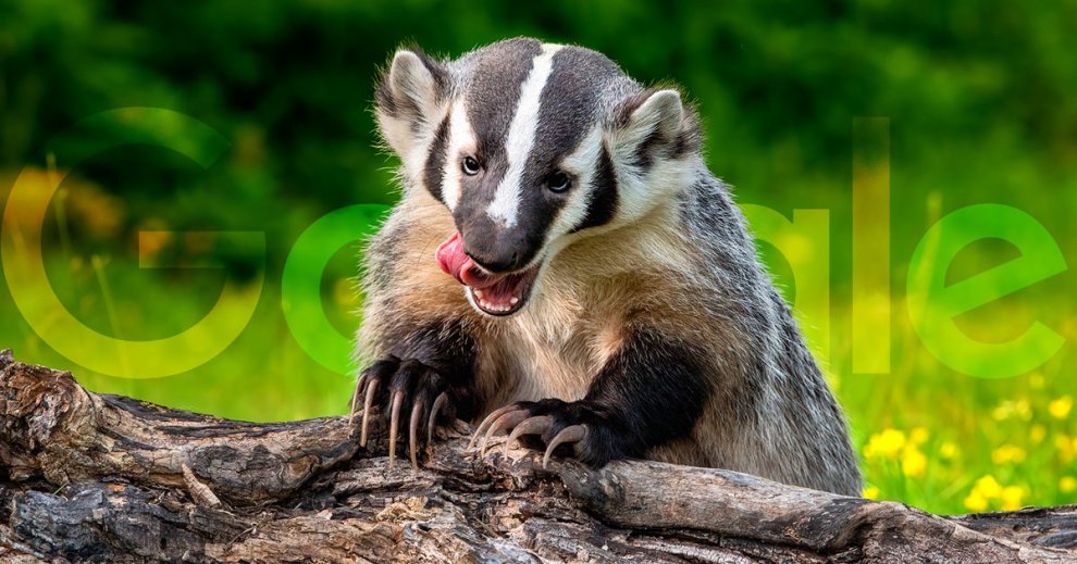 "You Can’t Lick a Badger Twice": Google's AI Is Making Up Explanations