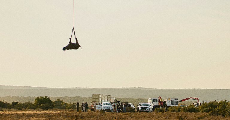 What you're witnessing is translocation, and it's saved the lives of hundreds of critically endangered black rhinos.