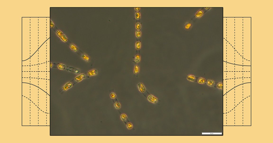 The dormant algae cells remained buried at the bottom of the Baltic Sea for thousands of years, and made a full recovery once revived.