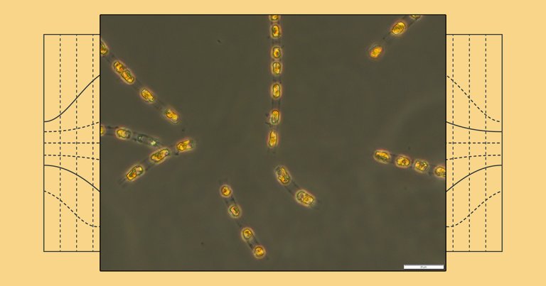 The dormant algae cells remained buried at the bottom of the Baltic Sea for thousands of years, and made a full recovery once revived.