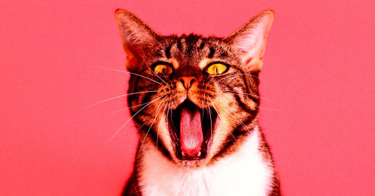Chinese Tech Giant Wants to Translate Your Cat’s Meows Using AI