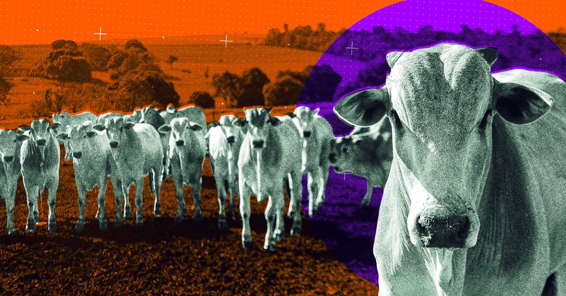 Bovine beauty pageants help determine the most desirable cows in the world — and these "supercows" are changing meat farming for good.