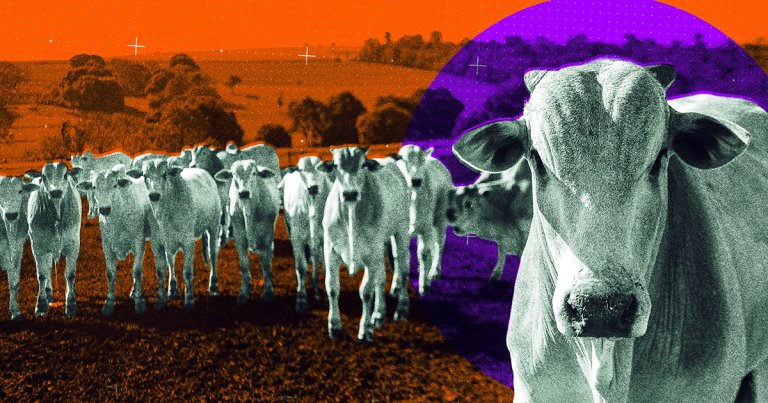 Bovine beauty pageants help determine the most desirable cows in the world — and these "supercows" are changing meat farming for good.