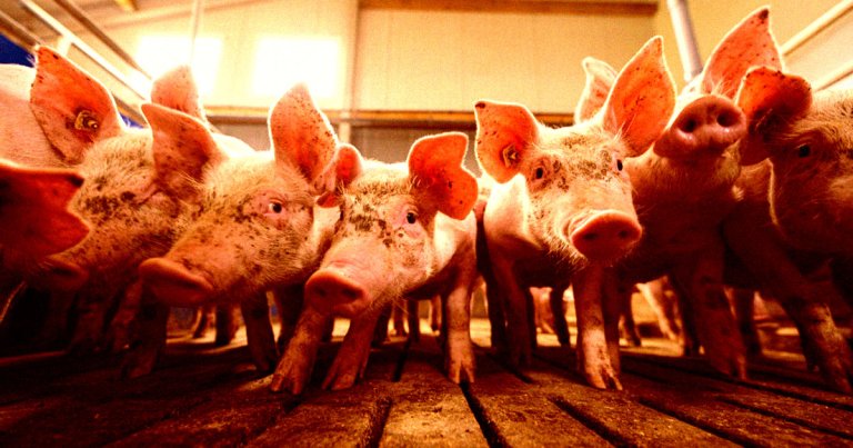 The US Food and Drug Administration has approved a type of CRISPR gene-edited pig for human consumption.