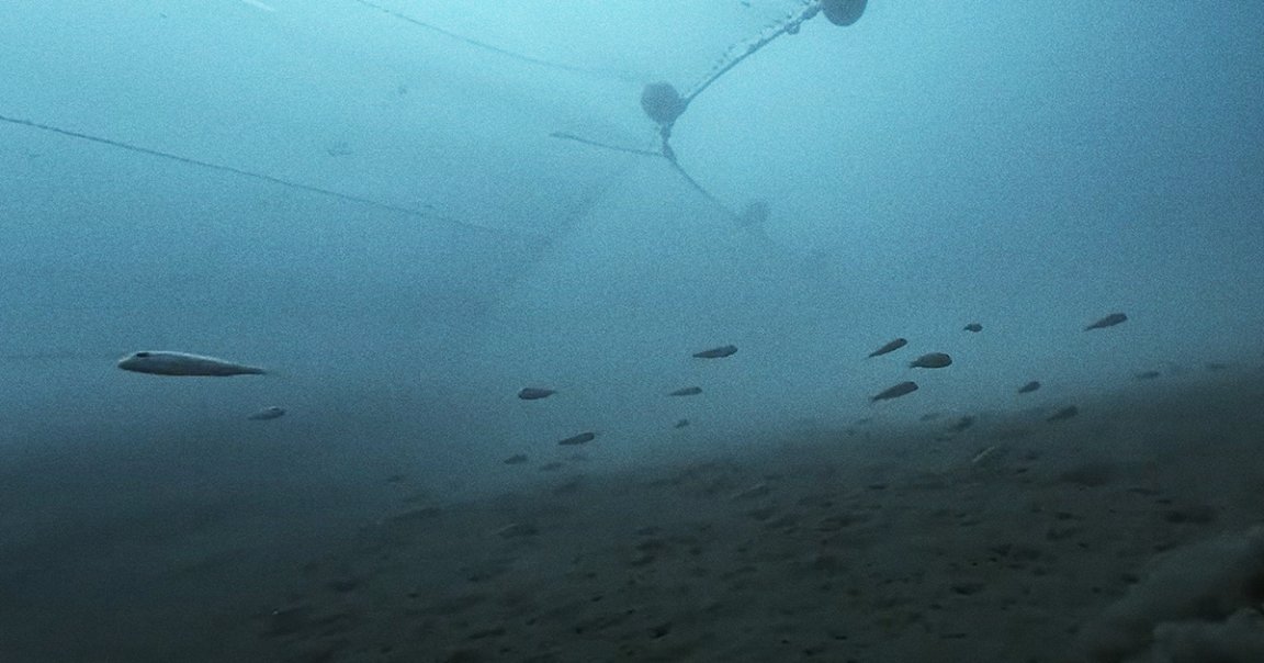 Harrowing footage from David Attenborough's new documentary OCEAN shows an up close look of the devastating effects of bottom trawling.