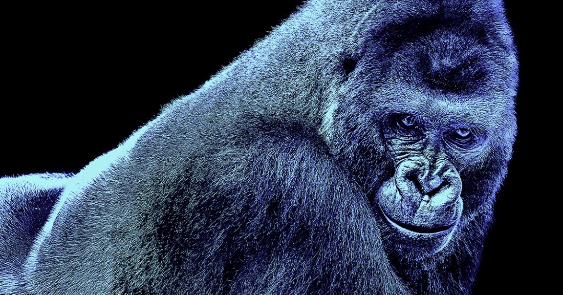 Folks online are fantasizing about whether 100 men could take on a single gorilla — but in reality, that would be a wildly unfair matchup.
