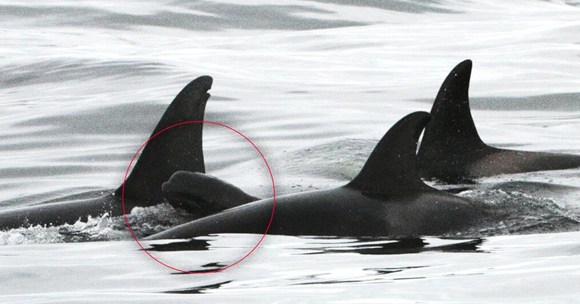 Researchers have noticed a strangely sweet behavior among Icelandic orcas: the adoption of a baby whale from an entirely different species.