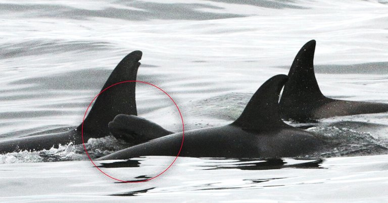 Researchers have noticed a strangely sweet behavior among Icelandic orcas: the adoption of a baby whale from an entirely different species. 