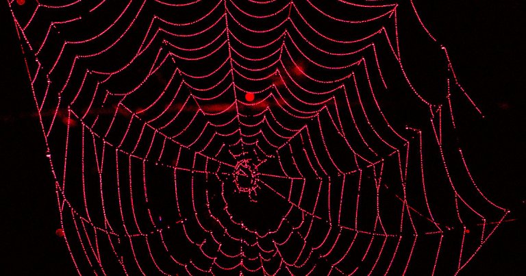 Researchers used gene-editing technique CRISPR to modify the DNA sequences of house spiders, causing them to produce red fluorescent silk.