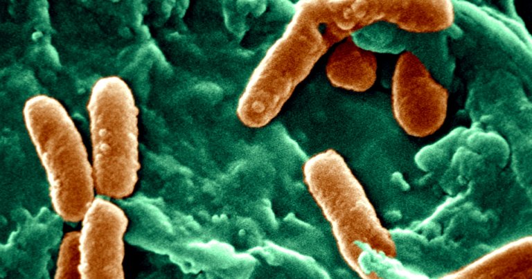 A nasty superbug is spreading through hospitals and killing tons of people — and scientists have found what it feeds on.