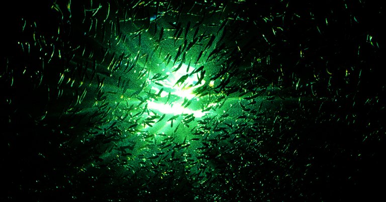 For the past two decades, vast swathes of the oceans have been darkening as sunlight penetrates at shallower depths than it once did.