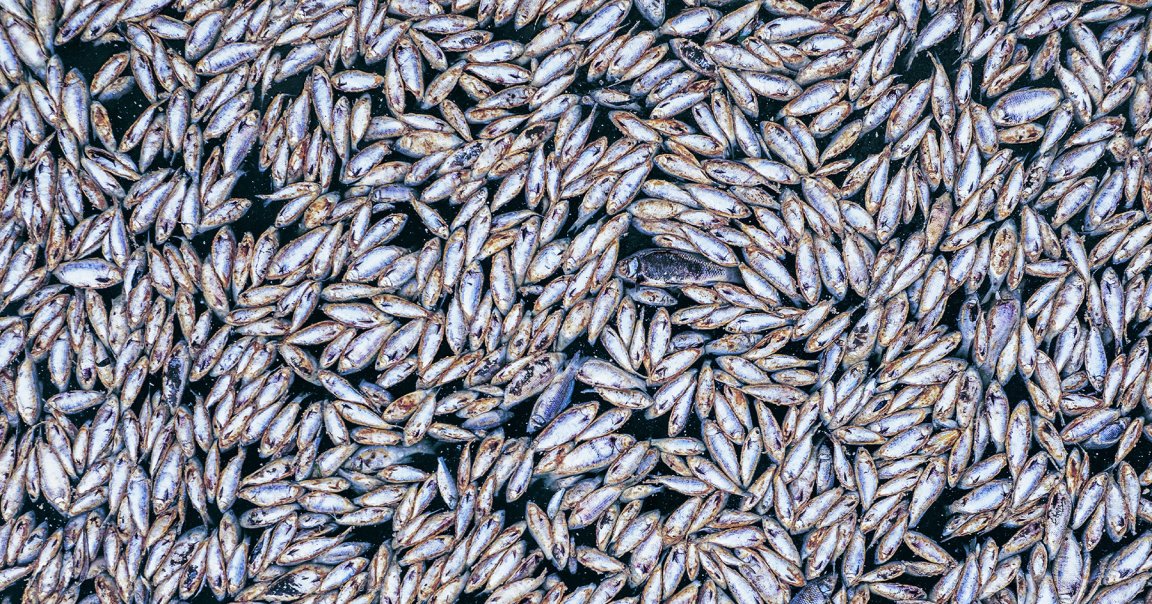 New research warns that several methods of using the ocean for carbon removal could drastically deplete it of oxygen.