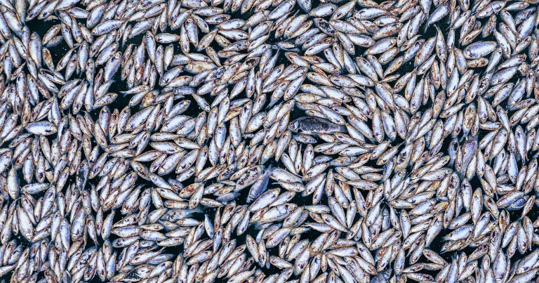 New research warns that several methods of using the ocean for carbon removal could drastically deplete it of oxygen.