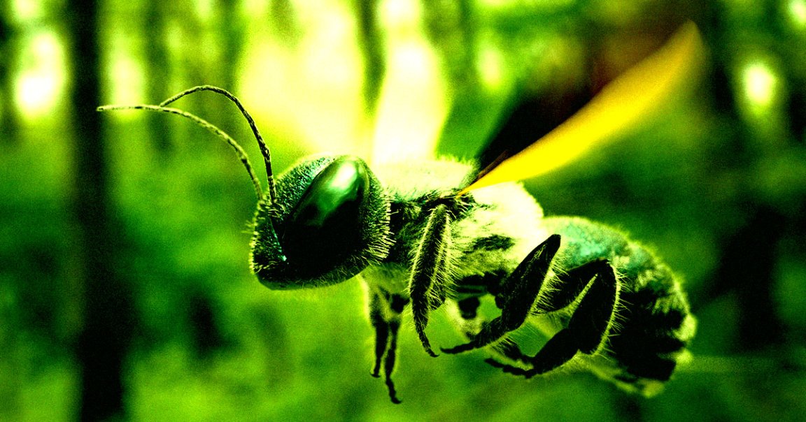 Researchers at the Beijing Institute of Technology turned innocent bees into cyborgs that can be controlled via an insect brain controller.