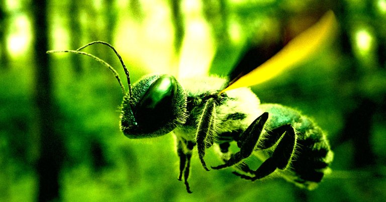 Researchers at the Beijing Institute of Technology turned innocent bees into cyborgs that can be controlled via an insect brain controller.
