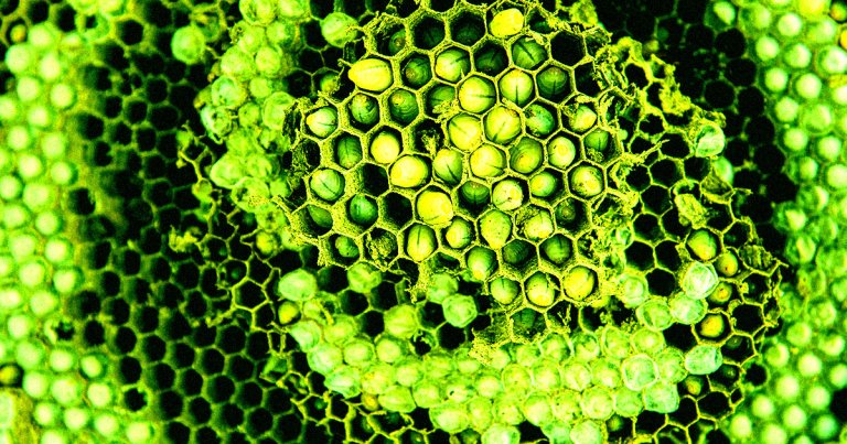Employees at the site in South Carolina where the US used to construct nuclear weapons have discovered a radioactive wasp nest.