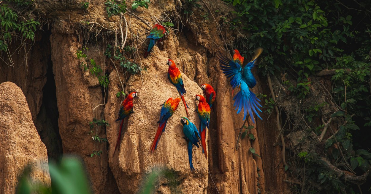 Climate Change Has Driven the Amazon Rainforest to the Edge of a ...