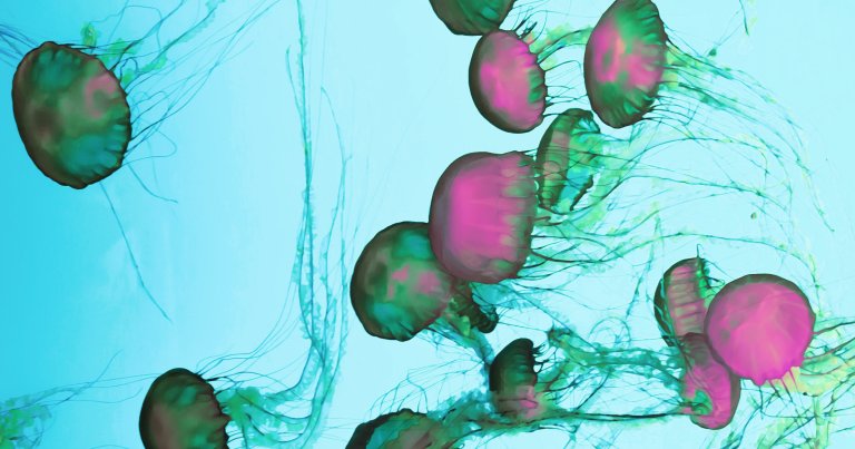 Over the weekend, a huge swarm of jellyfish forced the Gravelines Nuclear Power Station in France to take four of its six reactors offline.