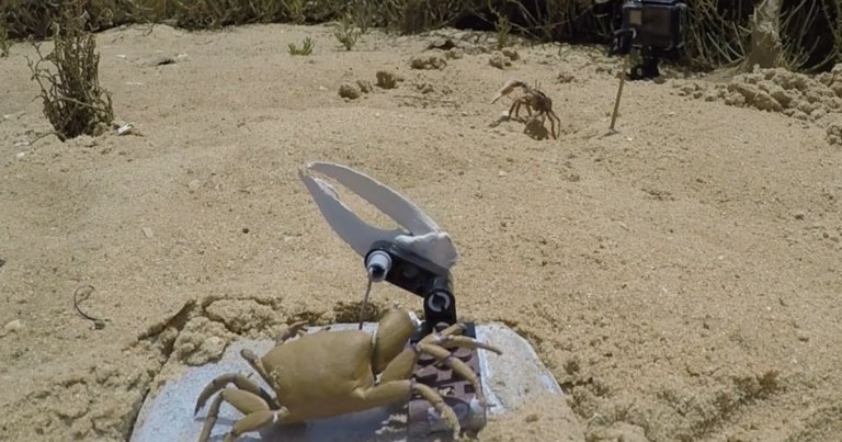 Scientists apparently underestimated the aggression of tiny male fiddler crabs when they deployed a friendly robot version in their territory.