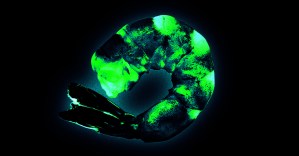 How Did Walmart Frozen Shrimp Become Contaminated With Radioactive