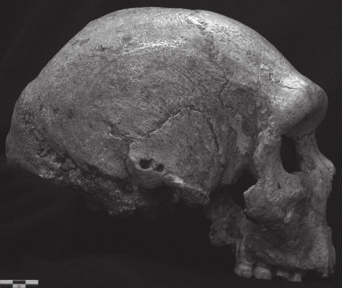 A black-and-white photo of the left side of a skull, known as the "Petralona skull," discovered in 1960 in the Petralona caves in Greece. Image via A. Mounier. 