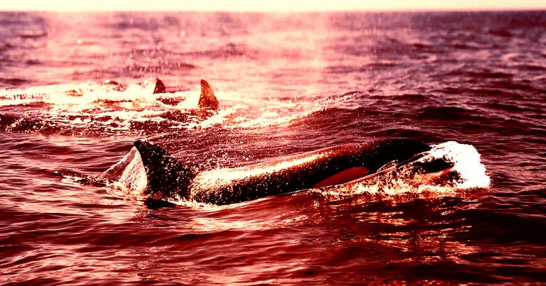 Pods of killer whales are once again attacking boats along the coast of Spain, striking fear into the hearts of local sailors.
