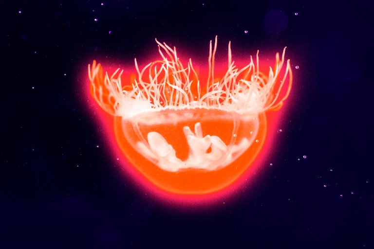 Experts are scrambling to explain a rise in jellyfish blooms in the last place you'd expect: the freshwater lakes of middle America.