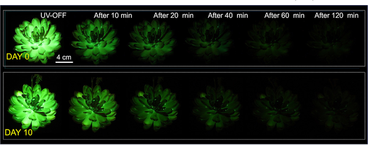 Two identical rows showing a bioluminescent succulent, developed by researchers at the South China Agricultural University in Guangzhou, as its stored sunlight dissipates over two hours. On the left, the chart indicates that the photos were taken on day 0 and day 10 of the experiment, and on the Y-axis, six time increments going from nil to 120 minutes shows how the plants dim over a period of two hours. Image via South China Agricultural University/Matter journal. 