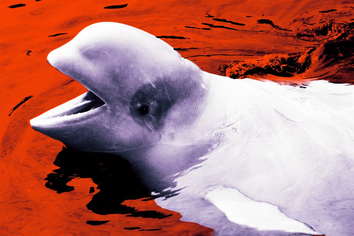 Canada's fisheries minister has stepped in to deny the transfer of 30 white whales to a suitable facility in China.