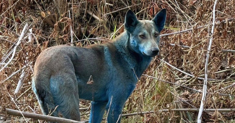 Researchers studying stray dogs inside the Chernobyl Exclusion Zone, spotted at least three dogs that had turned blue. They may know why.
