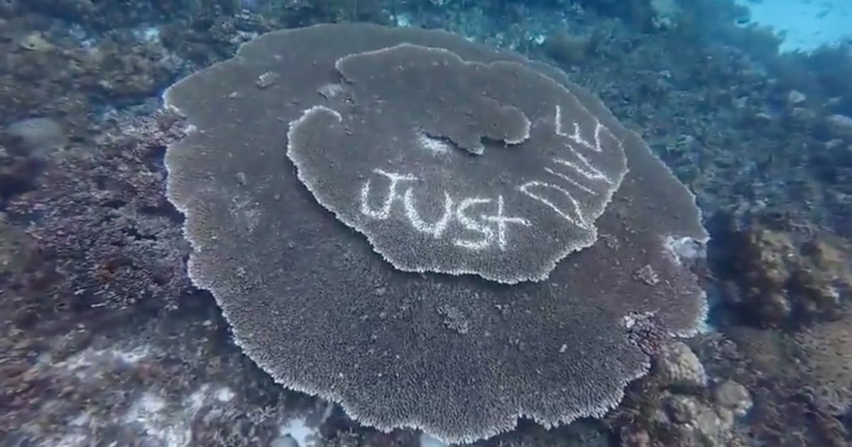 Officials Outraged by Coral Reef Vandalized With Underwater Graffiti