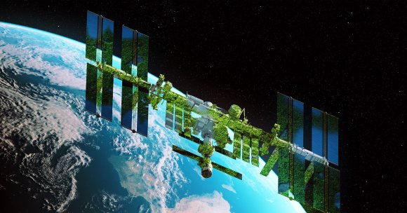 Moss can survive several months exposed to the harsh environment of outer space, according to a new paper.