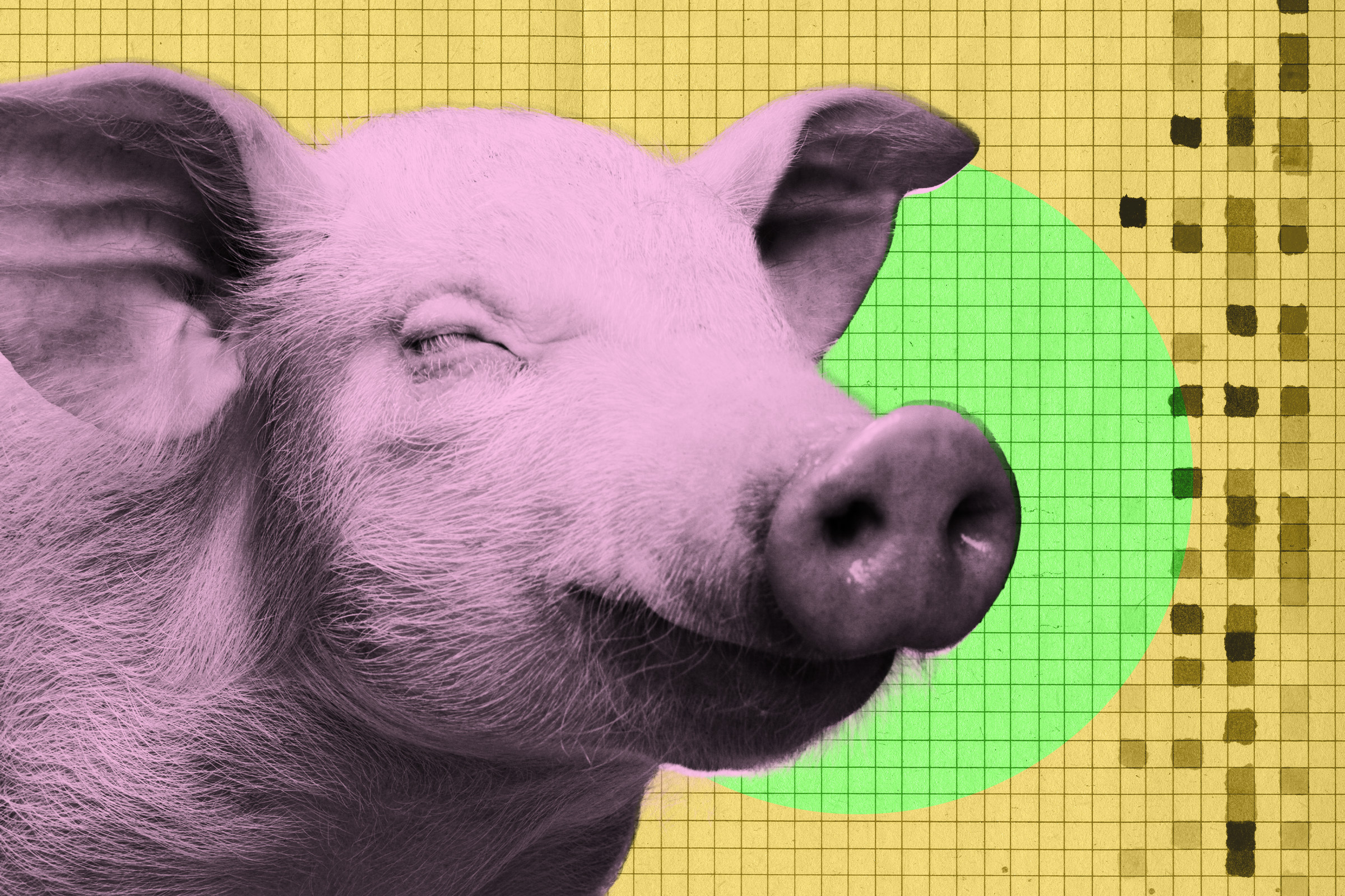 futurism.com - Joe Wilkins - New Startup Harvests Bacon Without Killing Pig