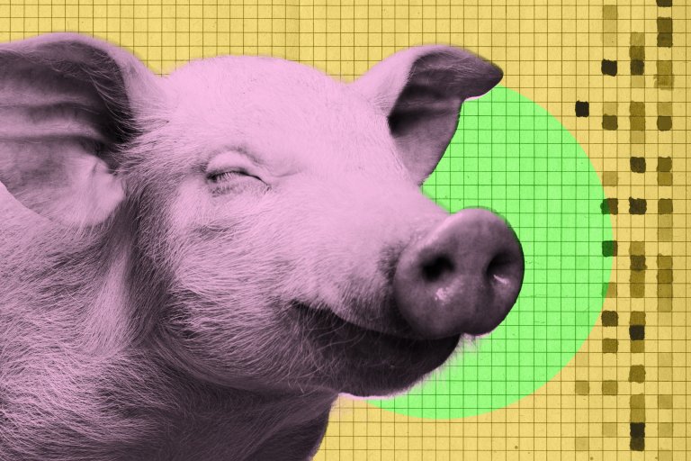 A startup called Mission Barns is using pig fat to grow pork in a bioreactor, a process with major implications for the meat industry.