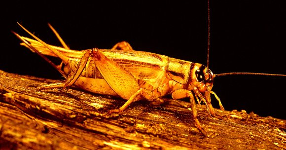 Scientists discovered that crickets that were fed microplastics grew in size by a staggering 25 times over a seven-week period.