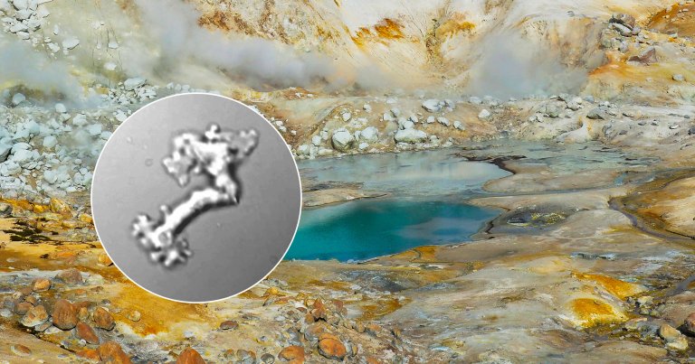 Scientists in America and Europe have discovered one remarkable organism in California: an amoeba that can survive extreme temperatures.