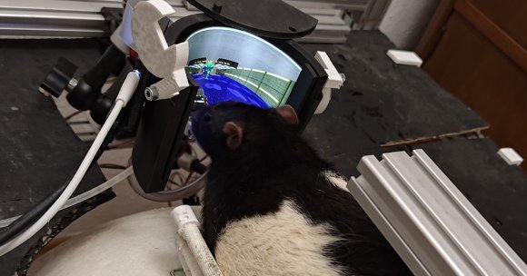 Software engineer and neuroscientist Viktor Tóth's setup allowing rats to play "Doom II" has received a major upgrade.
