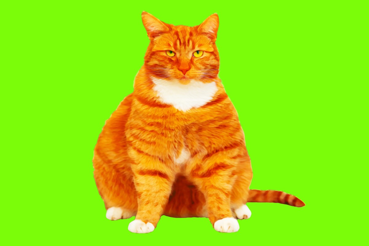 Scientists Testing GLP-1s for Overweight Dogs and Cats