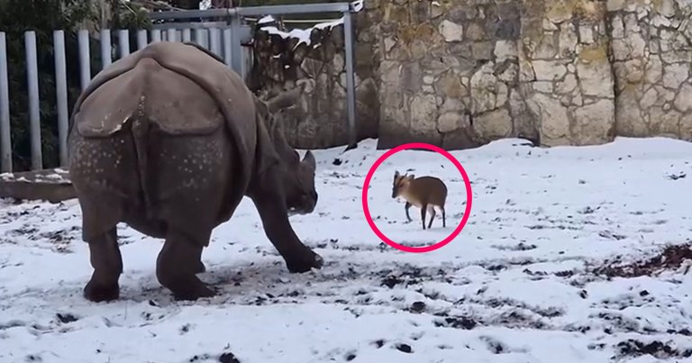 A video that's gone viral on social media shows a miniature deer fiercely standing its ground and charging at a far more massive rhino.