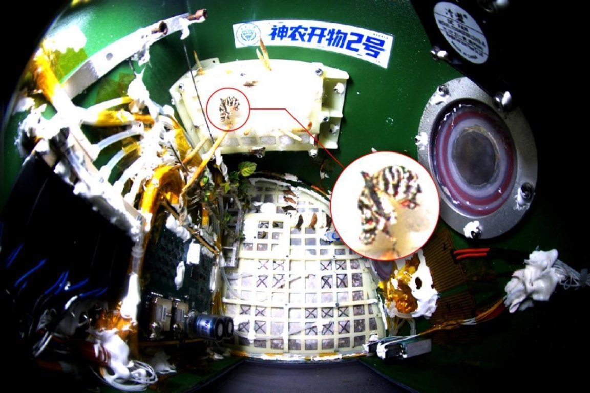 A close-up view inside a scientific enclosure containing a butterfly and several small plants. Various wires, connectors, and electronic components are visible around the interior.