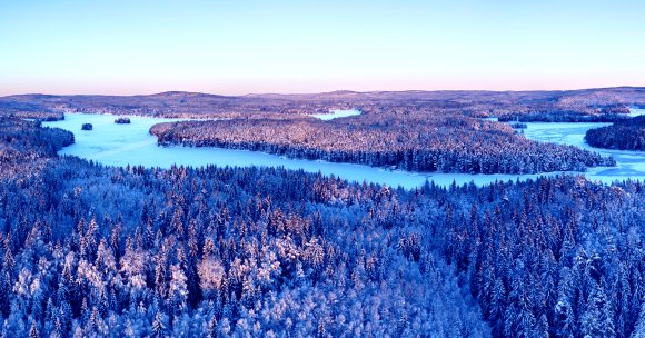 Scientists have found that boreal forests, the largest terrestrial biome on Earth, are steadily shifting northwards.
