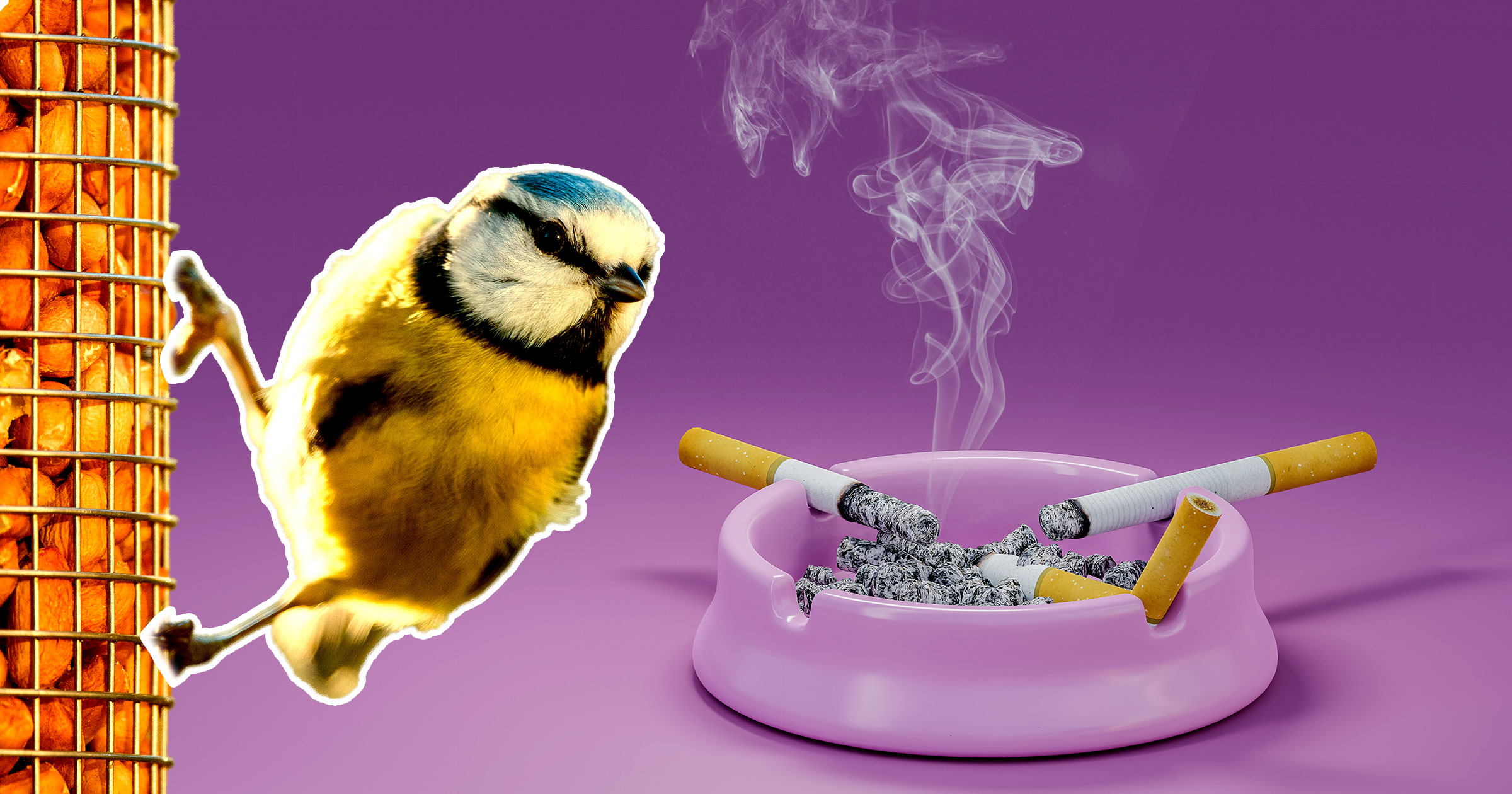 bird cigarette Birds Are Getting Hooked on Cigarettes