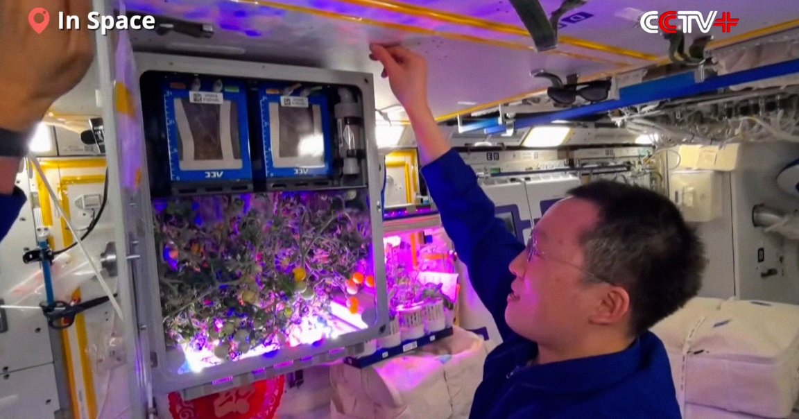 Astronauts on board China's space station plucked a "bumper crop" of "space tomatoes" from vines that were grown inside a special system.