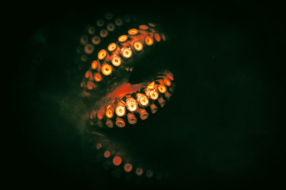 Close-up of an octopus tentacle with glowing orange suction cups against a dark background.